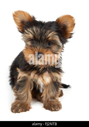 Ein Welpe der Yorkshire-Terrier sitzt auf weißem Hintergrund Stockfoto