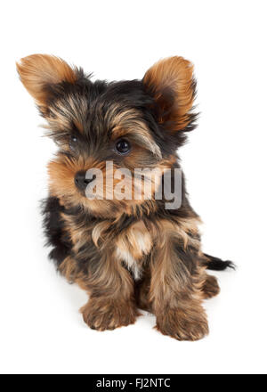 Ein Welpe der Yorkshire-Terrier sitzt auf weißem Hintergrund und sucht Stockfoto