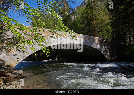 HARTRIEGEL (Cornus Nuttallii) Bäume blühen entlang der MERCED RIVER im YOSEMITE VALLEY - YOSEMITE-Nationalpark, Neff Stockfoto