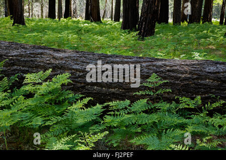 Farne wachsen unter Bäumen im YOSEMITE VALLEY im Frühling - YOSEMITE Nationalpark, Kalifornien Stockfoto