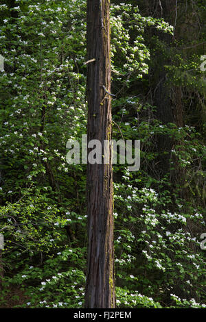 HARTRIEGEL (Cornus Nuttallii) Bäume in voller Blüte - YOSEMITE Nationalpark, Kalifornien Stockfoto