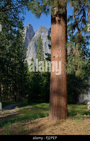 Gelb-Kiefer (Pinus Ponderosa) blüht im YOSEMITE VALLEY - YOSEMITE Nationalpark, Kalifornien Stockfoto