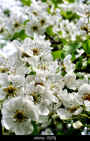 blühender Birnbaum im Frühling Stockfoto