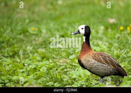 White-faced pfeifende Ente stehend in der Nähe eines Flusses auf dem grünen Rasen Stockfoto