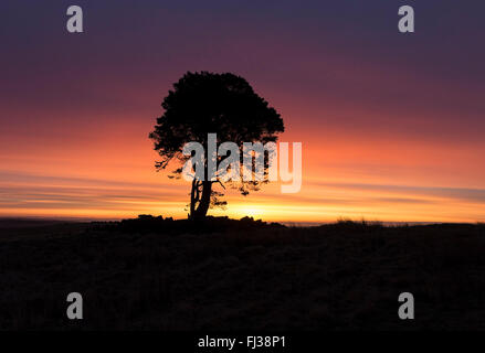 Loups Hill, Teesdale, County Durham UK. 29. Februar 2016. Großbritannien Wetter. Roter Himmel morgens Hirten Warnung, ein altes Land sagt in Bezug auf Wetter Lore.  Diese atmosphärische rote Himmel wurde von Loups Hügel in den North Pennines Vormittag angesehen. Die Prognose ist für die Cloud zu erhöhen im Laufe Tages mit starkem Regen und starkem Wind über Nacht einziehen. Bildnachweis: David Forster/Alamy Live-Nachrichten Stockfoto