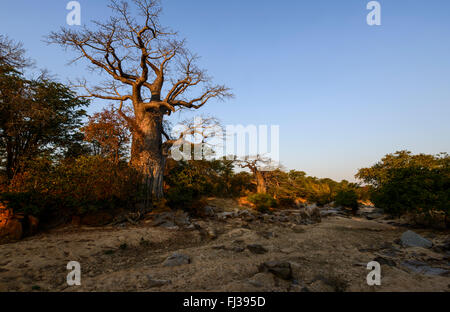 Baobabs, Angola, Afrika Stockfoto