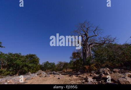 Baobabs, Angola, Afrika Stockfoto