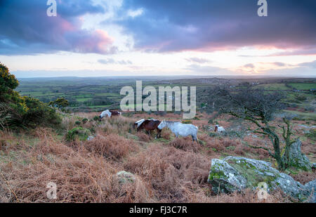 Ponys auf Bodmin Moor in Cornwall Stockfoto