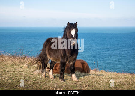 Ponys auf der Pembrokeshire Coast Path zwischen Fishguard und Dinas Kopf Stockfoto