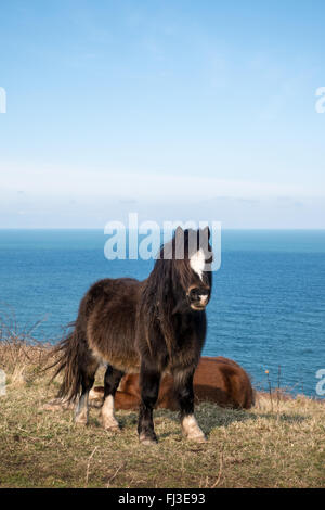 Ponys auf der Pembrokeshire Coast Path zwischen Fishguard und Dinas Kopf Stockfoto