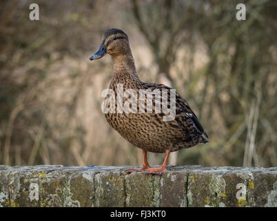 Stockente, Weiblich, stehend auf einer Wand in das Naturschutzgebiet Radipole RSPB, Weymouth, Großbritannien Stockfoto