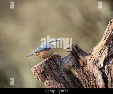 Kleiber Vogel stehend auf einem Baumstamm im New Forest, Hampshire, England, Großbritannien Stockfoto