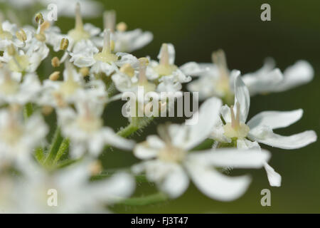 Bärenklau (Heracleum Sphondylium). Pflanzen Sie in der Karotte-Familie (Apiaceae), Dolde von weißen Blüten-detail Stockfoto