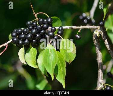 Kreuzdorn (Rhamnus Catharticus). Schwarze Beeren auf einem Zweig mit Blättern, am Dornbusch in der Familie Rhamnaceae Stockfoto