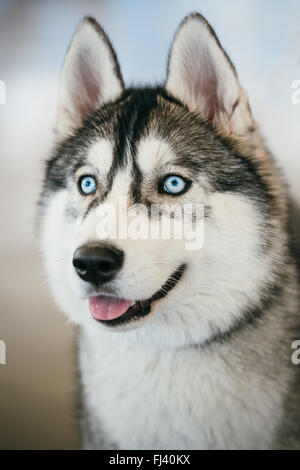 Blauäugige grau Erwachsener Siberian Husky Hund Portrait hautnah Stockfoto