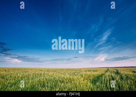 Grüner Weizen Feld im Frühling. Ländliche Kulturlandschaft im sonnigen Abend. Kopieren Sie Speicherplatz auf sonnigen blauen Himmelshintergrund. Stockfoto