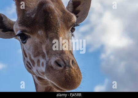 Eine schöne Giraffe aus nächster Nähe Stockfoto