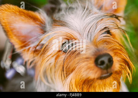 Close Up Cute Yorkshire Terrier Hund. Stockfoto