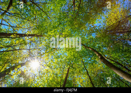 Frühling Sommersonne durch das Blätterdach der Bäume Wald. Sonnenlicht im Laubwald, Sommer-Natur. Oberen Ästen von Tre Stockfoto