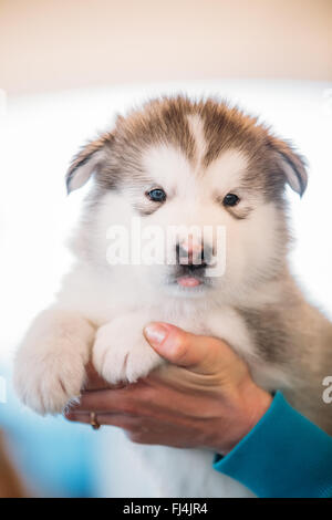Weiße Alaskan Malamute Welpen Hund in Händen von Frau sitzt. Nahaufnahme Stockfoto