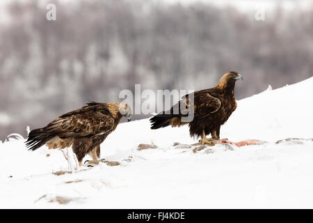 Steinadler (Aquilo Chrysaetos) Fütterung auf einem Korpus im Tiefschnee Stockfoto