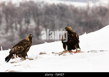 Steinadler (Aquilo Chrysaetos) Fütterung auf einem Korpus im Tiefschnee Stockfoto