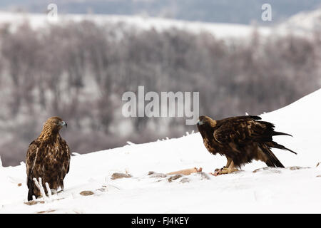 Steinadler (Aquilo Chrysaetos) Fütterung auf einem Korpus im Tiefschnee Stockfoto