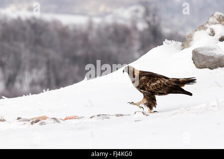 Steinadler (Aquilo Chrysaetos) im Tiefschnee Stockfoto