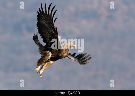 Steinadler (Aquilo Chrysaetos) im Flug; Madzharovo Bulgarien Stockfoto