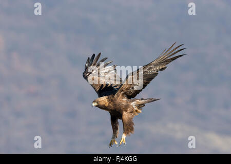 Steinadler (Aquilo Chrysaetos) im Flug; Madzharovo Bulgarien Stockfoto