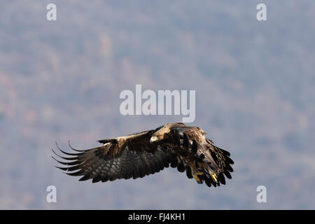 Steinadler (Aquilo Chrysaetos) im Flug; Madzharovo Bulgarien Stockfoto