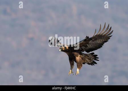 Steinadler (Aquilo Chrysaetos) im Flug; Madzharovo Bulgarien Stockfoto