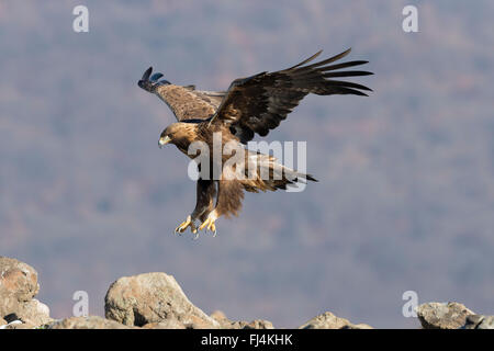 Steinadler (Aquilo Chrysaetos) im Flug; Madzharovo Bulgarien Stockfoto