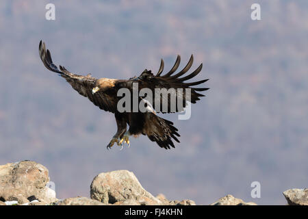 Steinadler (Aquilo Chrysaetos) im Flug; Madzharovo Bulgarien Stockfoto