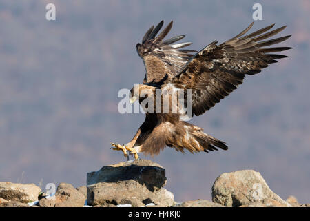 Steinadler (Aquilo Chrysaetos) im Flug; Madzharovo Bulgarien Stockfoto