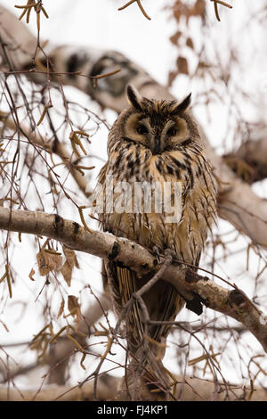 Waldohreule (Asio Otus) Schlafplatz in einem Baum; Sliven, Bulgarien Stockfoto