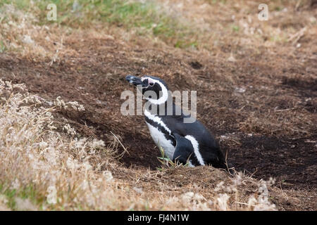 Magellan Pinguin (Spheniscus Magellanicus) Erwachsenen stehen im Fuchsbau in der Nähe von Brutkolonie, Falkland-Inseln Stockfoto