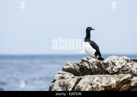 Rock Shag (Phalacrocorax Magellanicus) Erwachsenen stehen auf Felsen, Falkland-Inseln Stockfoto