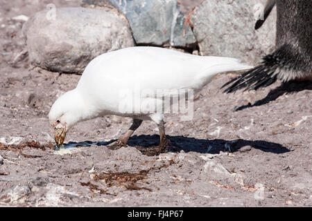 verschneiten Sheatbill (Chionis Albus) Erwachsenen Fütterung im Pinguin-Kolonie, Antarktis Stockfoto