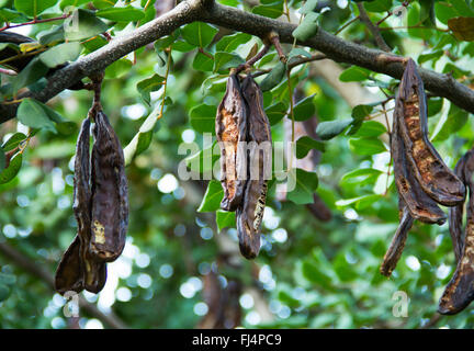 Johannisbrotbaum, St. John's-Brot, Ceratonia siliqua Stockfoto