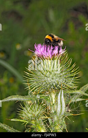 Buff-tailed Bumble Bee (Bombus Terrestris) Fütterung auf Distel in Wiese Cheshire UK August 3138 Stockfoto