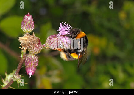 Buff-tailed Bumble Bee (Bombus Terrestris) Königin Fütterung auf Creeping Thistle (Cirsium Arvense) auf Wiese Cheshire UK August 3154 Stockfoto