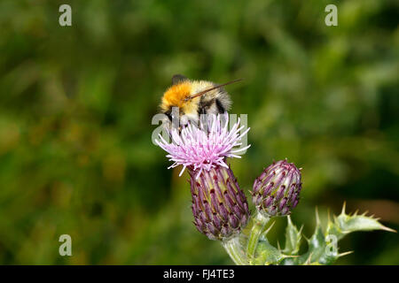 CommonCarder Bumble Bee (Bombus Pascuorum) ernähren sich von Creeping Thistle (Cirsium Arvense) auf Wiese Cheshire UK September 59346 Stockfoto