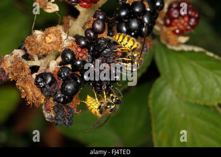 Gemeinsamen Wespen (Vespula Vulgaris) Fütterung auf faulenden Bramble Beeren in Hecke auf Bauernhof Feld Cheshire UK September 3679 Stockfoto