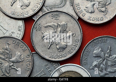 Münzen von Hong Kong. Blüten von Bauhinia Blakeana Orchidee auch bekannt als Hong Kong in Hong Kong-Dollar-Münzen abgebildet. Stockfoto