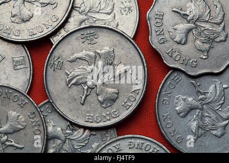 Münzen von Hong Kong. Blüten von Bauhinia Blakeana Orchidee auch bekannt als Hong Kong in Hong Kong-Dollar-Münzen abgebildet. Stockfoto