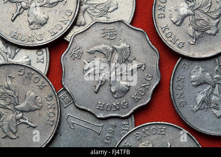 Münzen von Hong Kong. Blüten von Bauhinia Blakeana Orchidee auch bekannt als Hong Kong in Hong Kong-Dollar-Münzen abgebildet. Stockfoto