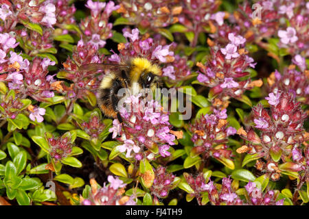 Frühe Bumble Bee (Bombus Pratorum) Männchen ernähren sich von Thymian (Thymus) im Garten Cheshire UK Juni 2115 Stockfoto