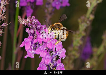 Wolle-Carder Bee (Anthidium Manicatum) Fütterung auf lila Leinkraut (Linaria Purpurea) im Garten Cheshire UK Juli 0482 Stockfoto