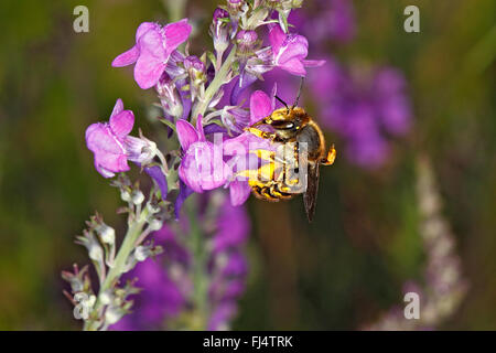 Wolle-Carder Bee (Anthidium Manicatum) Fütterung auf lila Leinkraut (Linaria Purpurea) im Garten Cheshire UK Juli 0750 Stockfoto